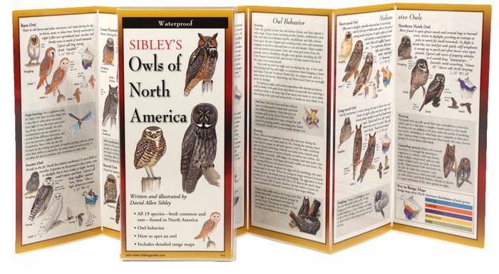 Sibley’s Owls of North America by Written & Illustrated by David Allen Sibley inside image